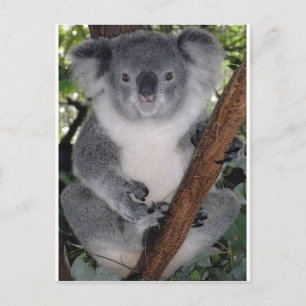 Koala Bears Vykort