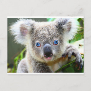 Koala Bears Vykort