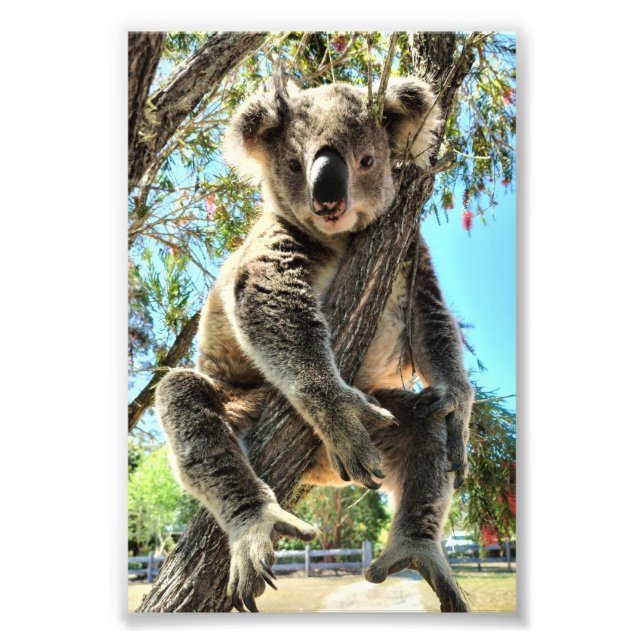 Koala Bild Fototryck (Framsidan)