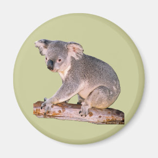 Koala Bild Magnet