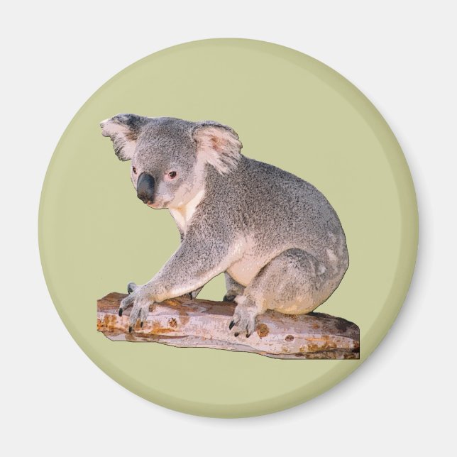 Koala Bild Magnet (Framsidan)