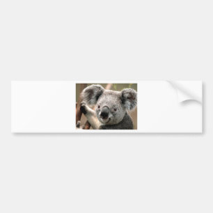 Koala Bildekal