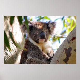 Koala Björn Aussi Safari Fred Kärlek Natur Öde </s Poster
