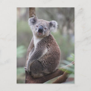 koala björn Aussie utanför träden skogstig Vykort