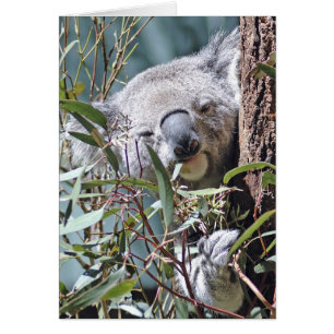 Koala björn hälsningskort