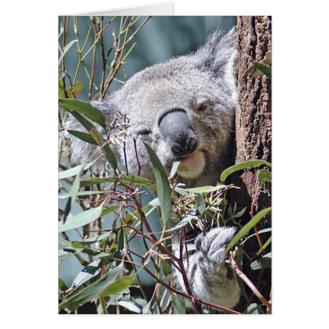 Koala björn hälsningskort (Framsidan)