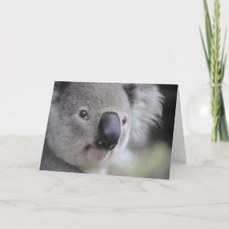 Koala Björn Helgkort