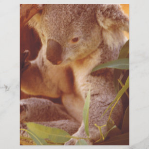 Koala Björn Kärlek