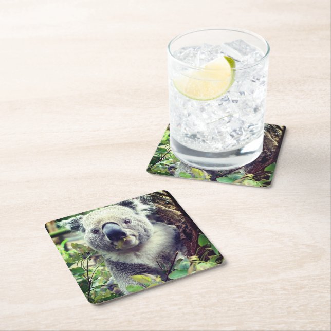 Koala Björn Underlägg Papper Kvadrat (Insitu)