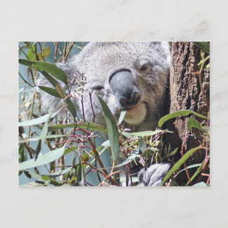 Koala björn vykort
