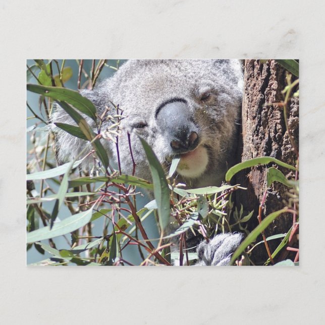 Koala björn vykort (Framsida)