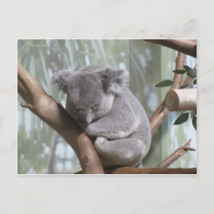koala björn vykort