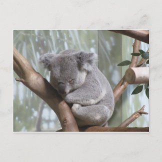 koala björn vykort
