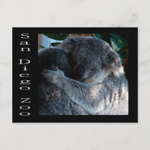 Koala björnar vykort