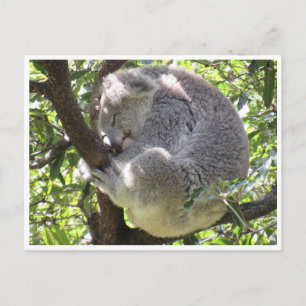 koala bundle vykort