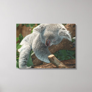 Koala Canvastryck