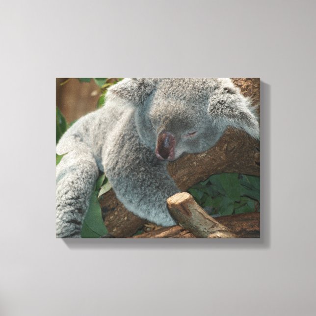 Koala Canvastryck (Framsida)
