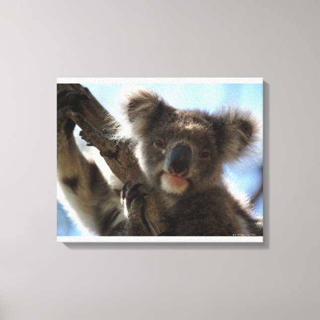 koala canvastryck (Framsida)