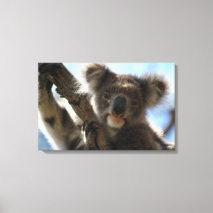 koala canvastryck
