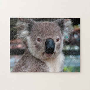 Koala Close Up, Jigszawa Puzzle Pussel