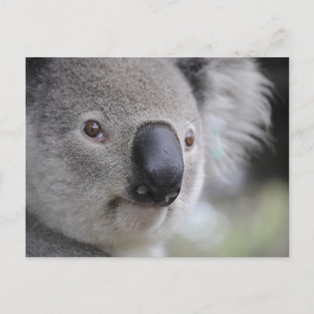 Koala Close-up Photo Postcard Vykort (Framsida)