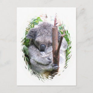 Koala Cuddle vykort
