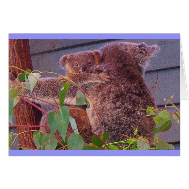 Koala cuddles hälsningskort (Framsidan Horizontal)