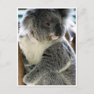 koala cudly vykort