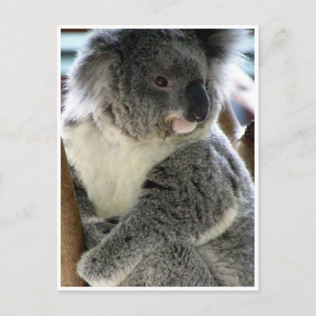 koala cudly vykort (Framsida)