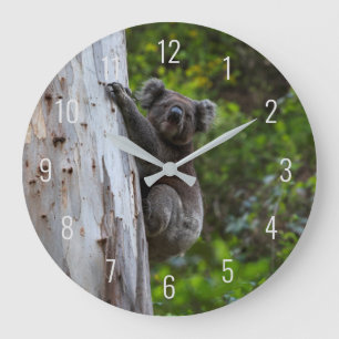 Koala Cute Animal i Träd Australien Stor Klocka