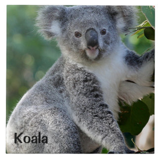 Koala: Cute cudely Australian koala Kakelplatta