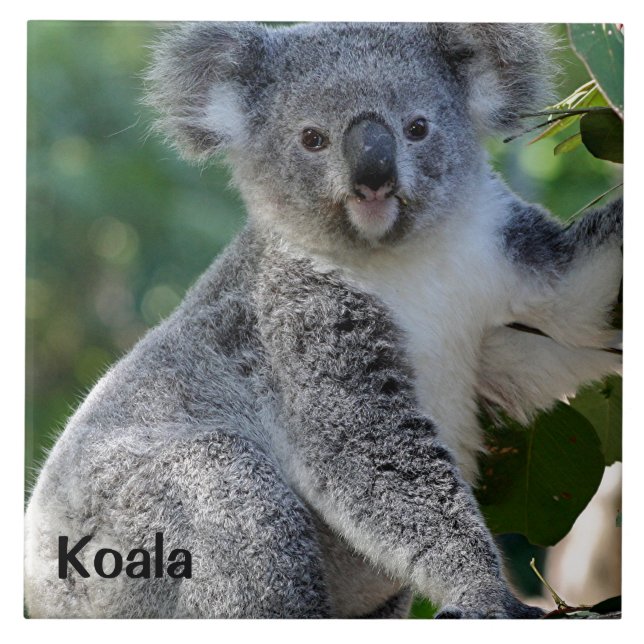 Koala: Cute cudely Australian koala Kakelplatta (Framsidan)