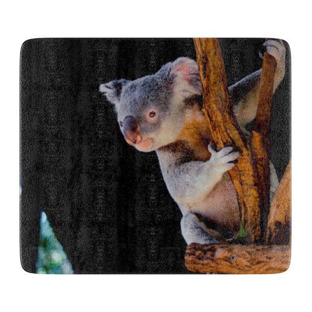 Koala Cute i Träd Grått (Framsidan)