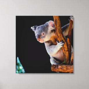 Koala Cute i Träd Grått Canvastryck