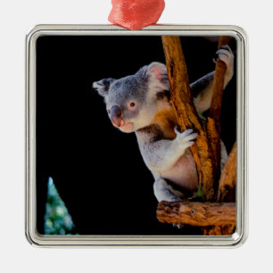 Koala Cute i Träd Grått Julgransprydnad Metall