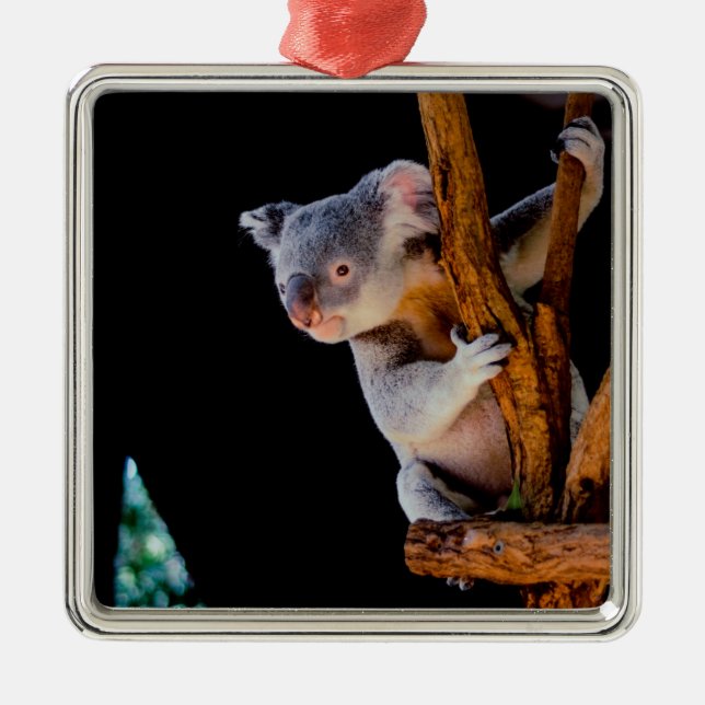 Koala Cute i Träd Grått Julgransprydnad Metall (Framsidan)