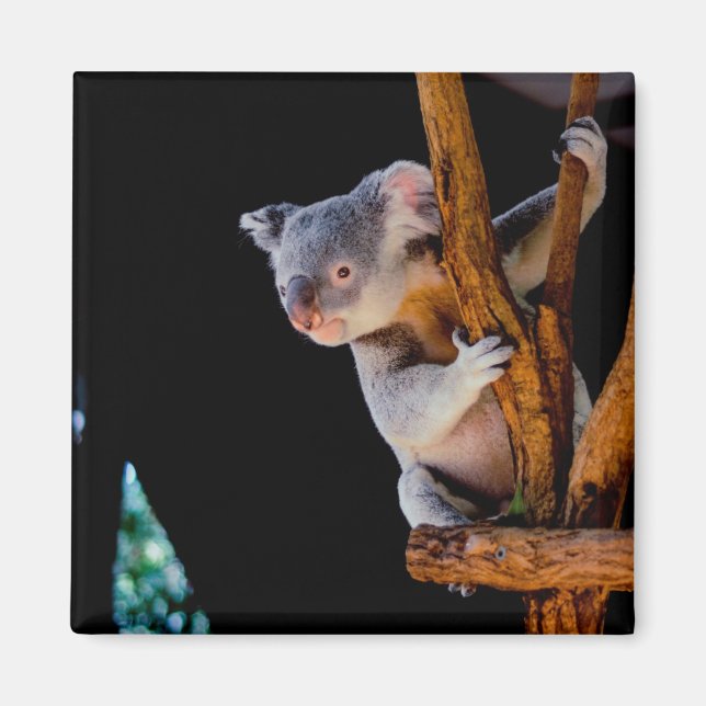 Koala Cute i Träd Grått Magnet (Framsidan)