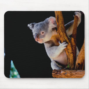 Koala Cute i Träd Grått Musmatta