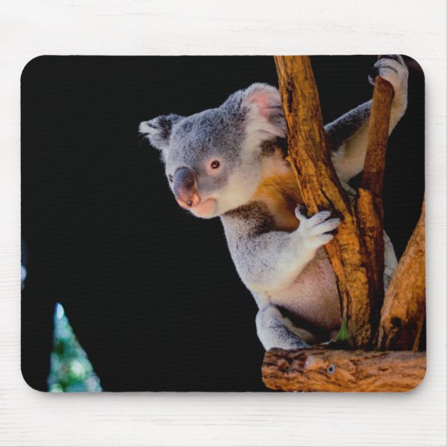 Koala Cute i Träd Grått Musmatta (Framsidan)