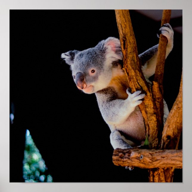 Koala Cute i Träd Grått Poster (Framsidan)