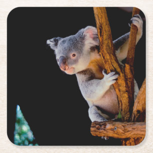 Koala Cute i Träd Grått Underlägg Papper Kvadrat