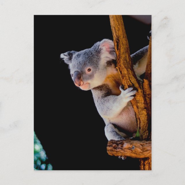 Koala Cute i Träd Grått Vykort (Framsida)