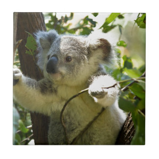 Koala cutie kakelplatta