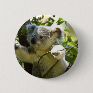 Koala cutie knapp