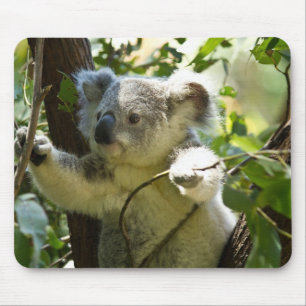 Koala cutie musmatta
