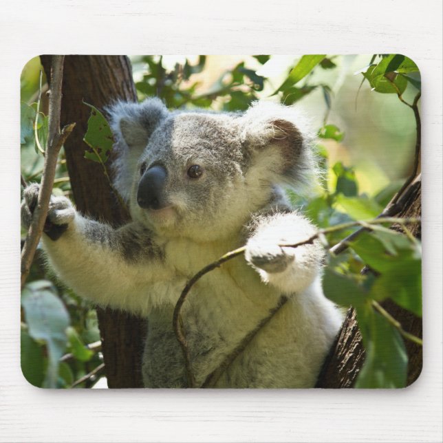 Koala cutie musmatta (Framsidan)