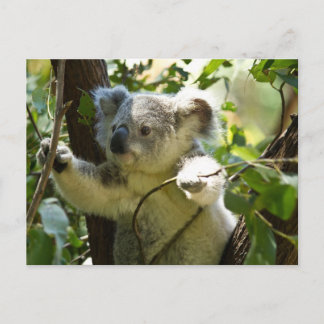Koala cutie vykort