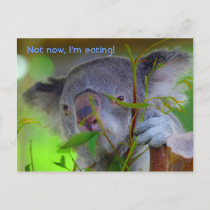 Koala-eatkort Vykort