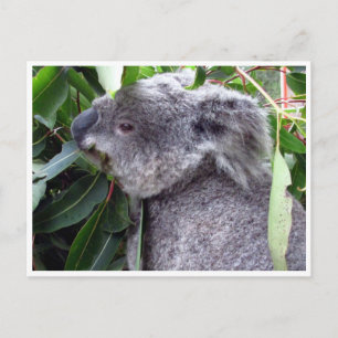 koala eats vykort