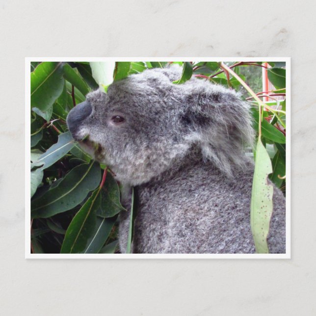koala eats vykort (Framsida)